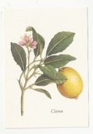 FLEURS - PLANTES - CITRON - CITRUS LIMONUM RISSO - ED. YVES ROCHER - Plantes Médicinales