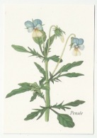 FLEURS - PLANTES - PENSÉE -  VIOLA TRICOLOR - ED. YVES ROCHER - Medicinal Plants