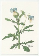 FLEURS - PLANTES - PENSÉE -  VIOLA TRICOLOR - ED. YVES ROCHER - Plantes Médicinales