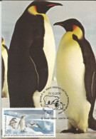 India 2009 , Penguins, Preserve The Polar Regions And Glaciers, Maximum Card - Preservare Le Regioni Polari E Ghiacciai