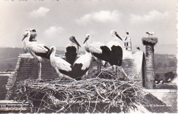 AK Die Storche Der Freistadt Rust - Burgenland - 1959 (23372) - Neusiedlerseeorte