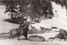 Autriche - Unterleutasch - Wild - Cerfs Chevreuils - Leutasch