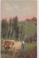 1912,un Laboureur Au Pays Basque,pyrénées,il Ya 100 Ans,labourage à L´ancienne,avec Boeufs,vache,édition Labouche - Paesani