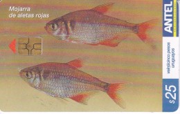 Nº 406 TARJETA DE URUGUAY DE UNA MOJARRA DE ALETAS ROJAS (PEZ-FISH) - Uruguay