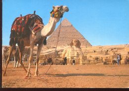 CPM Egypte GIZA The Great Sphinx Dromadaire - Gizeh