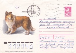 Chien - Lettre - Dogs