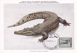 Argentine - Crocodile - Carte Maximum - Brieven En Documenten