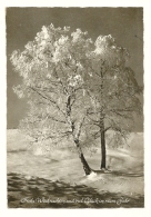 Cp, Arbre, Voyagée 1965 - Bäume