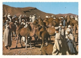 Cp, Marché, Maroc, Marché Aux Dromadaires, Voyagée 1972 - Märkte