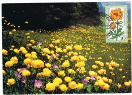 FLORA-L291 - ALLEMAGNE N° 717 Sur Carte Maximum Trolle 1975 - 1961-1980