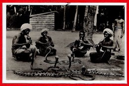 ASIE - SRI LANKA - CEYLON --  Snake Charmers - Sri Lanka (Ceylon)