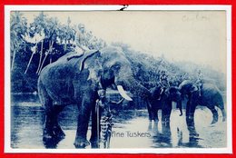 ASIE - SRI LANKA - CEYLON -- Fine Tuskers - Sri Lanka (Ceylon)