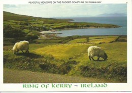 Ring Of Kerry - Other & Unclassified