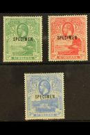 1922 1d - 3d, Printed In One Colour Set, Overprinted "Specimen", SG 89s/91s, Very Fine Mint. (3 Stamps) For More... - Saint Helena Island