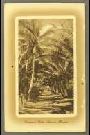 POST STAT 1911 1d Card "Cocoanut Palm Ave", Fine Used For More Images, Please Visit... - Tonga (...-1970)