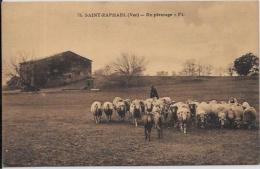 CPA Chèvres Caprin Non Circulé Saint Raphaël VAR + Moutons - Altri & Non Classificati
