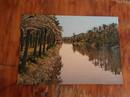 Palmtrees At Basrah - Iraq