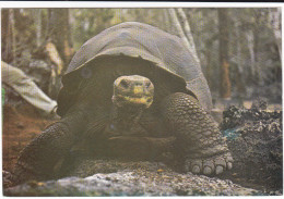 CPSM TORTUE DES GALAPAGOS EQUATEUR SUD AMERIQUE - Tartarughe