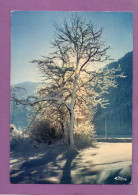 NEIGE ET SOLEIL - Contre-jour - Arbres