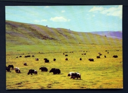 MONGOLIA  -  Grazing On The Steppe  Unused Postcard - Mongolia