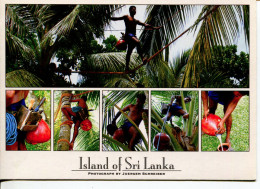 (105) Sri Lanka - Coconut Tree And Mens - Arbres