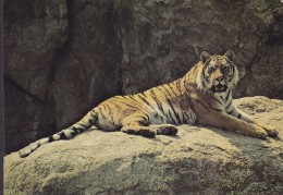 Germany PPC Zoologischer Garten Berlin Sibirischer Tiger Tigre "BERKIN" (2 Scans) - Tigres