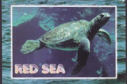 Egypt Egypte CPA Sea Turtle Tortoise (2 Scans) - Tortues