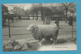 CPA 28 - LA VIE NORMANDE - Moutons Sur Le Marché - Autres & Non Classés