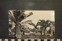 CP, 06, CANNES, Les Jardins Du Casino, 134 - Cannes