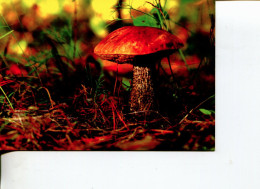 (125) Mushroom - Champignon - Champignons