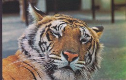 United Kingdom PPC The Zoological Society Of London Tiger Tigre (2 Scans) - Tigers