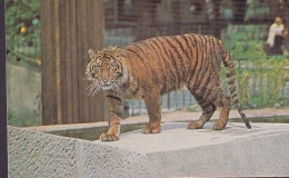 United Kingdom PPC The Zoological Society Of London Tiger Tigre (2 Scans) - Tigers