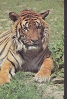 United Kingdom PPC The Zoological Society Of London Tiger Tigre (2 Scans) - Tigres