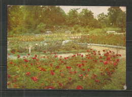 351b * ROSARIUM SANGERHAUSEN * BLICK ZUM GEDENKSTEIN DES BEGRÜNDERS ALBERT HOFFMANN **!! - Sangerhausen