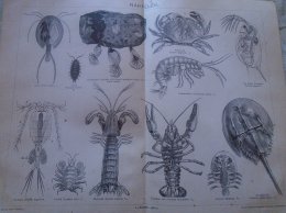 D137989.30 Crustacea  - Crabs, Lobsters, Shrimps  Hungary Pallas Lexikon Print Engravings  Ca 1890's - Estampes & Gravures