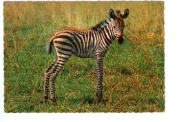 Q2305 CARTOLINA Con Animali: ZEBRA DI GRANT ( Africa ) - Zebre,  Animales, Animaux, Animals - Ed. Cecami N. 396 - Zèbres