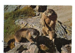 Q2306 CARTOLINA Con Animali: MARMOTTE - Mermeltiere, Marmotte, Marmot,  Animales, Animaux, Animals - Zèbres