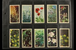 BROOKE BOND 1955 "Wild Flowers, A Series" Complete Set, Very Fine. (50 Cards) For More Images, Please Visit... - Zonder Classificatie