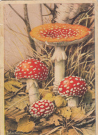 CPA MUSHROOMS - Pilze