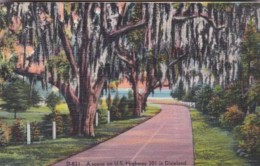 Moss Covered Oak Trees On U S Highway 301 In Dixieland - Arbres
