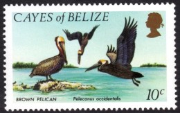 Brown Pelican Mnh Stamp - Pélicans