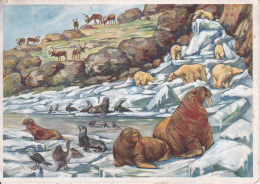 AK Hamburg - Stellingen - Carl Hagenbecks Tierpark - Nordland-Panorama - 1931 (23444) - Stellingen