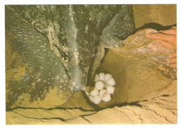 GUYANE FRANCAISE PONTE D´UNE TORTUE LUTH - NON CIRCULÉE - Schildkröten