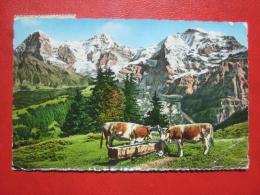 Gündlischwand (BE)  - Schynige Platte : Jungfraugruppe - Gündlischwand