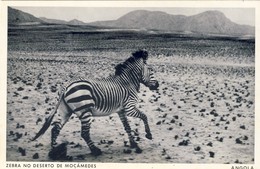ANGOLA, Zebra No Deserto De Moçamedes, 2 Scans - Angola