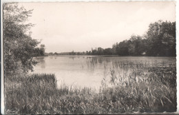 58   Saint Amand En Puisaye  L'etang De Chantemerle - Saint-Amand-en-Puisaye