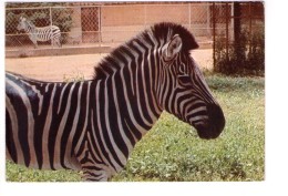 Q2418 CARTOLINA Con Animali : ZEBRA - Zebre,  Animales, Animaux, Animals _ NOT WRITED - Zèbres