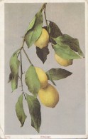 Fruits - Lemon Limone Zitrone Citron Old Postcard - Arbres