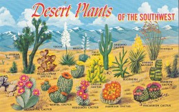 Cactus - Desert Plants Of The Southwest - Cactus