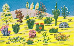 Cactus - Desert Plants 1972 - Cactusses